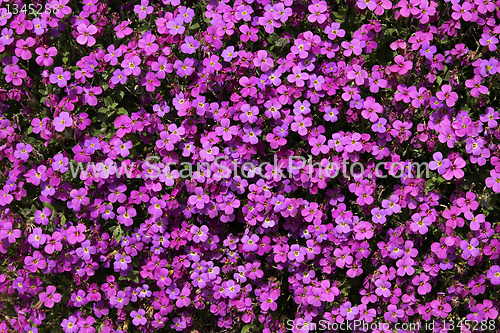 Image of Flower background