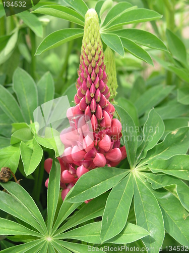 Image of Purple lupine