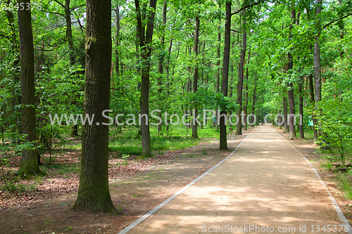 Image of Forest in Poland