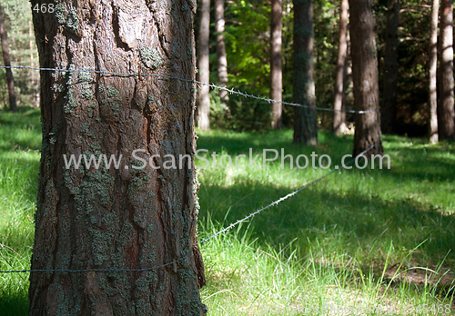 Image of fenced trees