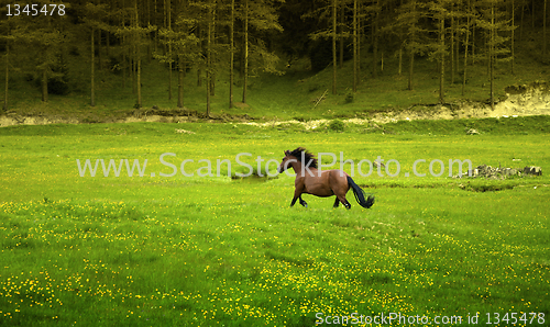Image of Brown horse galloping in green meadow