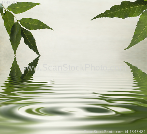 Image of Green leaves reflecting in the water