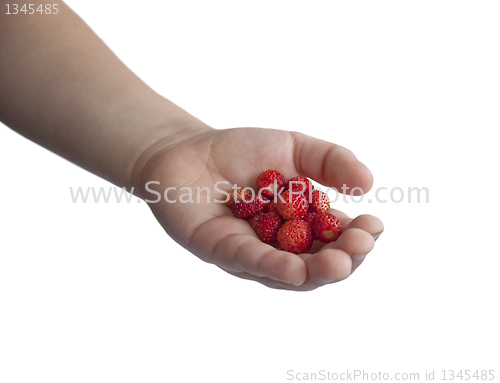 Image of Children's hand with wild strawberries