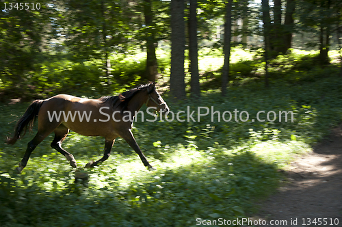 Image of Galloping horse in the woods