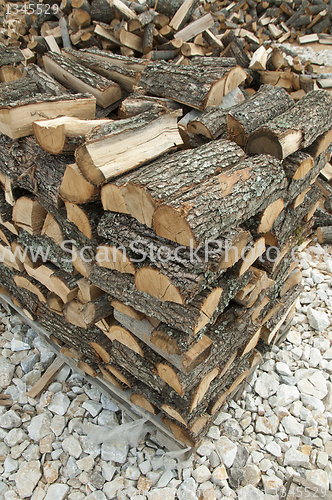 Image of Stack of freshly cut trees 