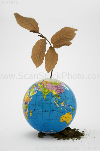 Image of Globe with dried plant