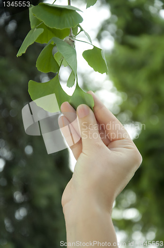 Image of Outdoor ginkgo biloba leaves 