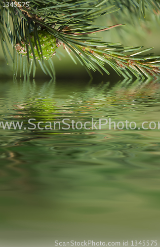Image of Pine branches and cone reflecting in the water