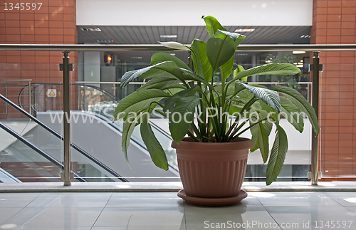 Image of Office plants