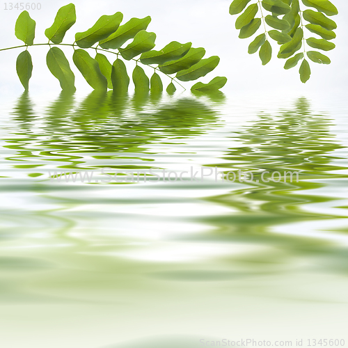 Image of Green leaves reflecting in the water