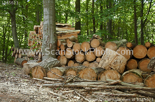 Image of Pile of chopped woods in the forest