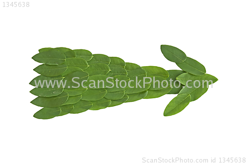 Image of Natural leaf arrow. Leaf made.