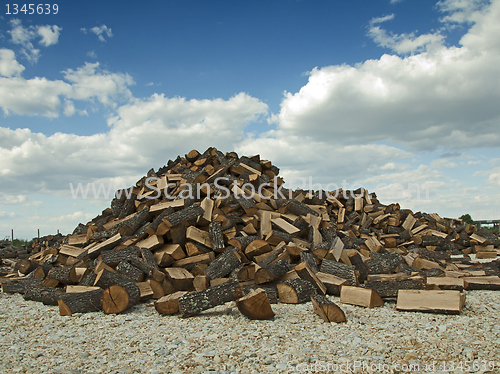 Image of Stack of freshly cut trees 