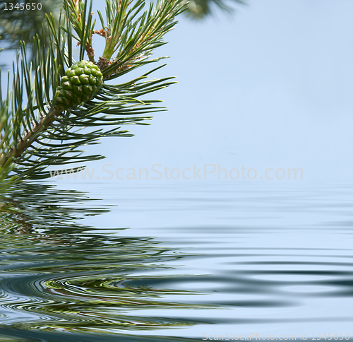 Image of Pine branches and cone reflecting in the water