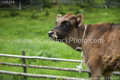 Image of Brown young calf