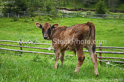 Image of Brown young calf 