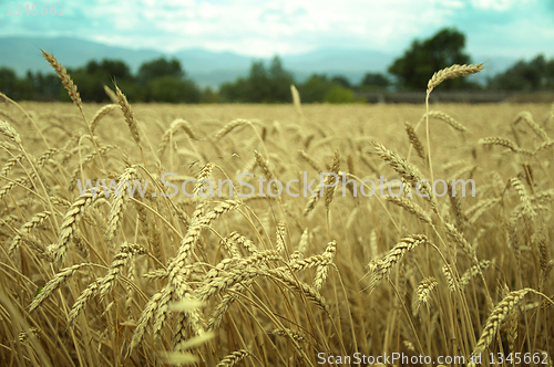 Image of classes of wheat grain