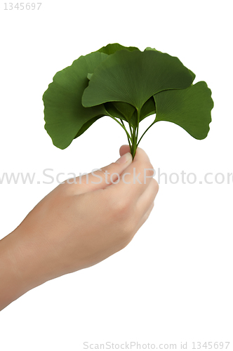 Image of Hand with leaves Ginkgo biloba