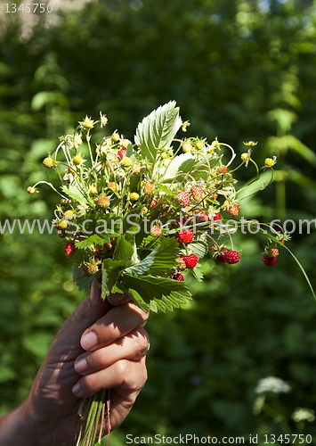 Image of Wild strawberries 