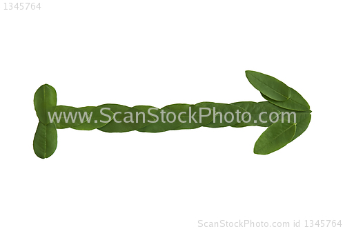 Image of Natural leaf arrow. Leaf made.