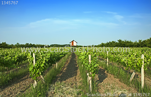 Image of Vineyards 