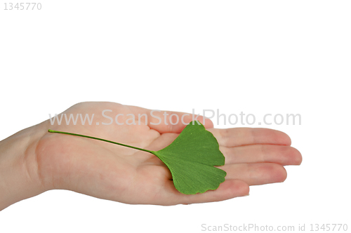 Image of Hand with branch with leaves Ginkgo biloba