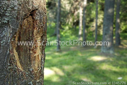 Image of Pine resin on pine.