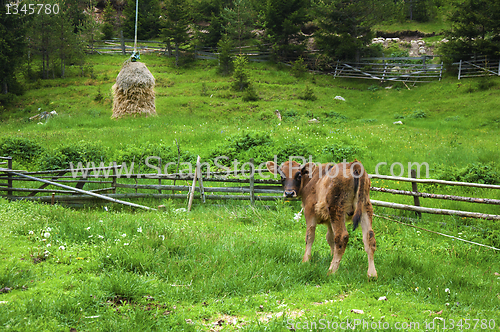 Image of Broun young calf 