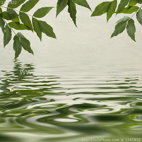Image of Green leaves reflecting in the water