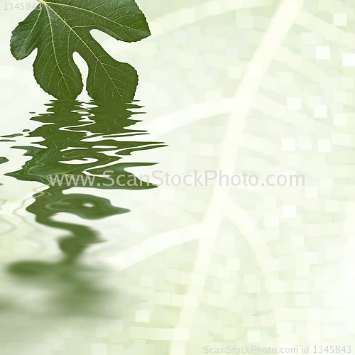 Image of Green fig leaf reflecting in the water