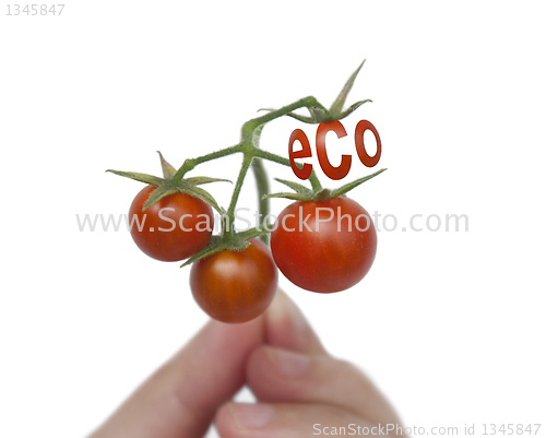 Image of Environmental vegetables - tomatoes