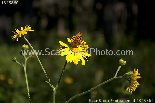 Image of Butterfly on yellow daisies