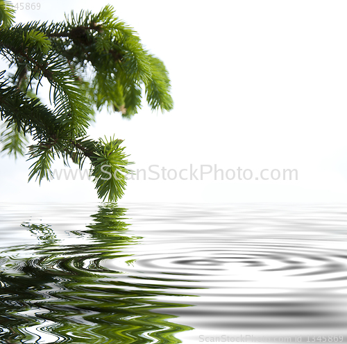 Image of Pine branches reflecting in the water