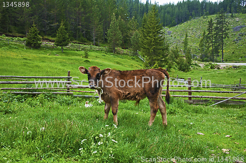 Image of Brown young calf 