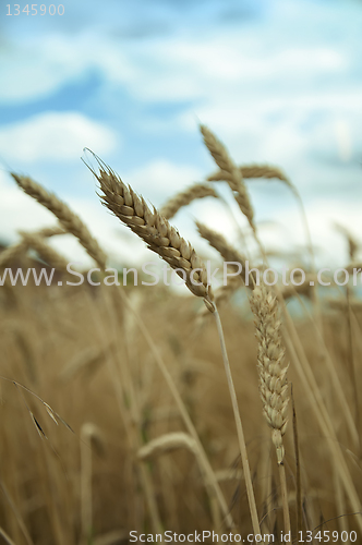 Image of Classes of mature wheat grains 