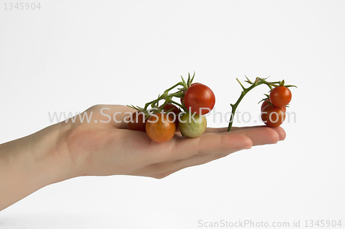 Image of Hand holding cherry tomatos 