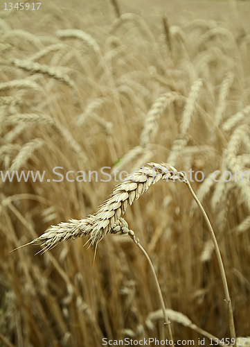 Image of classes of wheat grain
