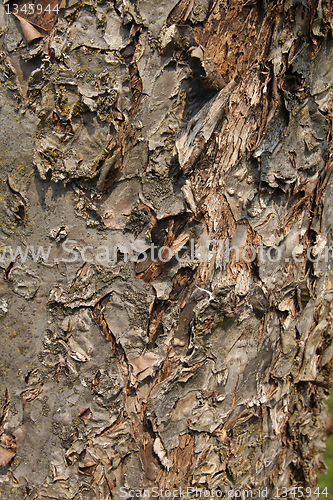 Image of Bark texture.