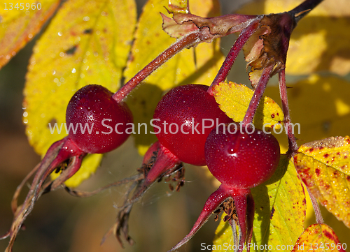 Image of Rose hips against the yellow leaves