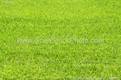 Image of green grass