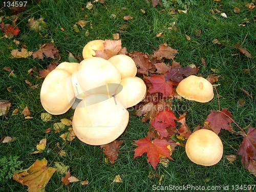 Image of Mushrooms