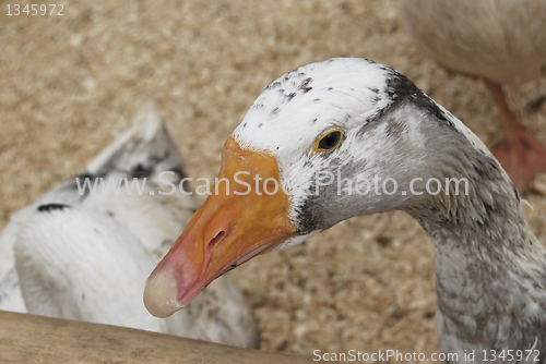 Image of Goose Head