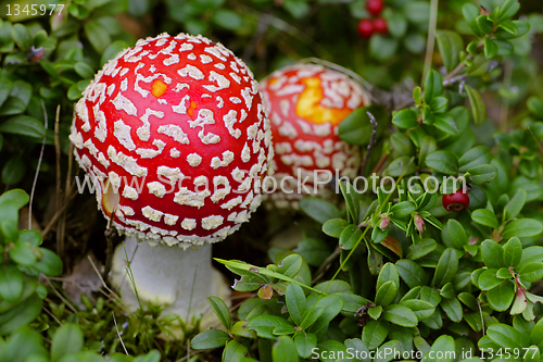 Image of Red toxic Amanita muscaria mushroom