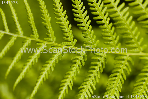 Image of Green Leaf of Bracken (Pteridium)