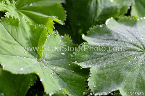Image of Dew drops on Alchemilla leaves
