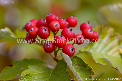 Image of Red Viburnum berries close up