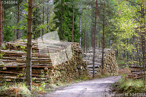 Image of Logging Road