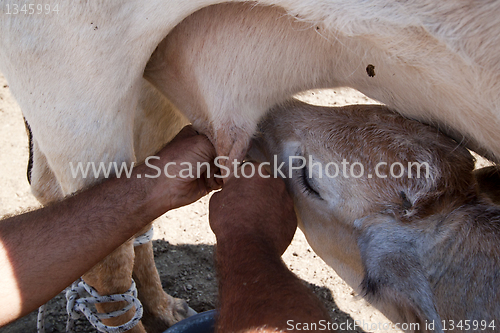 Image of farmer and calf milking the cow 