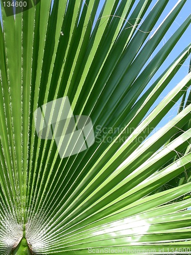 Image of palm leaf