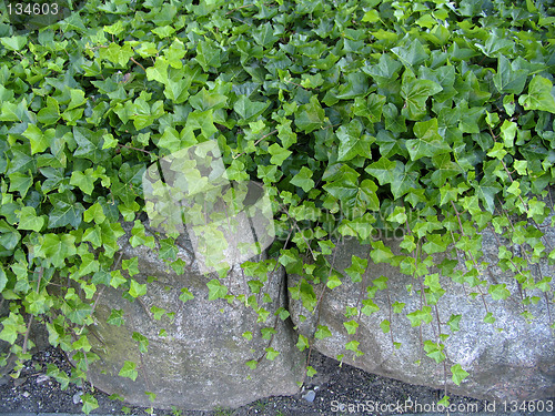 Image of Ivy and stones